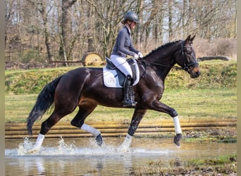 Cheval de sport allemand, Jument, 5 Ans, 179 cm, Bai brun foncé