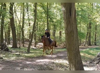 Cheval de sport allemand, Jument, 5 Ans, Alezan