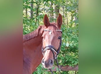 Cheval de sport allemand, Jument, 5 Ans, Alezan