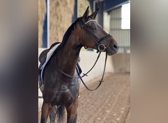 Cheval de sport allemand, Jument, 5 Ans, Bai brun