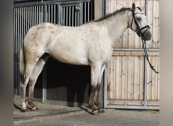 Cheval de sport allemand, Jument, 6 Ans, 157 cm, Léopard