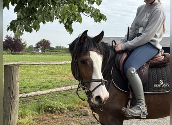 Cheval de sport allemand, Jument, 6 Ans, 158 cm, Bai brun