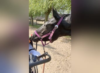 Cheval de sport allemand, Jument, 6 Ans, 160 cm, Bai brun