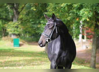 Cheval de sport allemand, Jument, 6 Ans, 160 cm, Bai brun