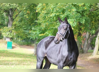 Cheval de sport allemand, Jument, 6 Ans, 160 cm, Bai brun