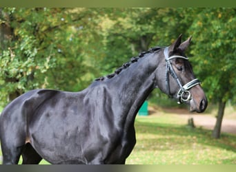 Cheval de sport allemand, Jument, 6 Ans, 160 cm, Bai brun