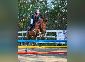 Cheval de sport allemand, Jument, 6 Ans, 163 cm, Alezan brûlé