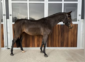 Cheval de sport allemand, Jument, 6 Ans, 163 cm, Bai brun