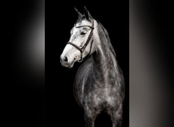 Cheval de sport allemand, Jument, 6 Ans, 164 cm, Gris pommelé