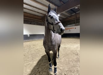 Cheval de sport allemand, Jument, 6 Ans, 164 cm, Gris pommelé