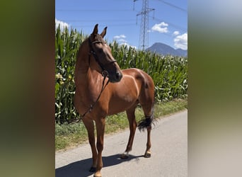 Cheval de sport allemand, Jument, 6 Ans, 165 cm, Alezan brûlé