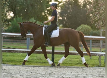 Cheval de sport allemand, Jument, 6 Ans, 165 cm, Alezan