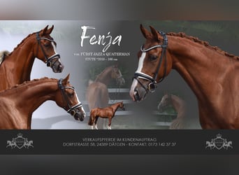 Cheval de sport allemand, Jument, 6 Ans, 165 cm, Alezan