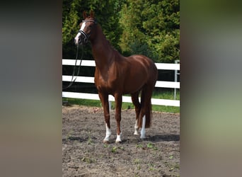 Cheval de sport allemand, Jument, 6 Ans, 165 cm, Alezan