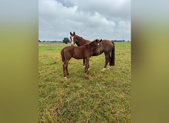 Cheval de sport allemand, Jument, 6 Ans, 165 cm, Alezan