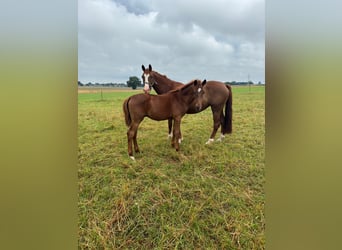 Cheval de sport allemand, Jument, 6 Ans, 165 cm, Alezan