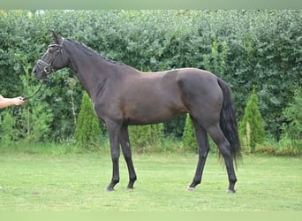 Cheval de sport allemand, Jument, 6 Ans, 165 cm, Bai brun
