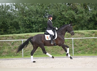 Cheval de sport allemand, Jument, 6 Ans, 165 cm, Bai brun