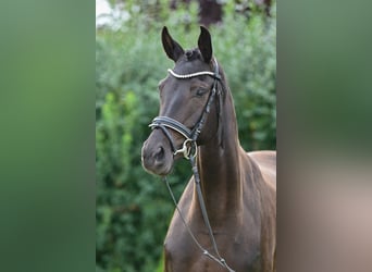 Cheval de sport allemand, Jument, 6 Ans, 165 cm, Bai brun