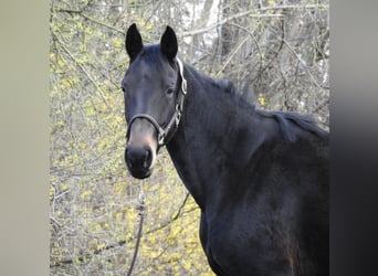 Cheval de sport allemand, Jument, 6 Ans, 165 cm, Bai brun