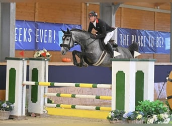 Cheval de sport allemand, Jument, 6 Ans, 165 cm, Gris pommelé