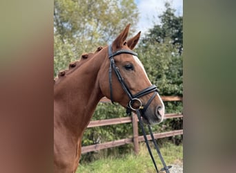 Cheval de sport allemand, Jument, 6 Ans, 166 cm, Alezan