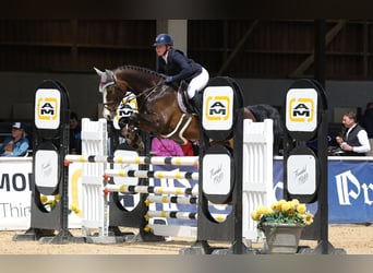 Cheval de sport allemand, Jument, 6 Ans, 166 cm, Bai brun foncé