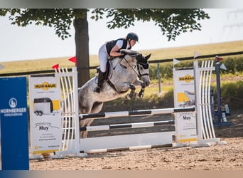Cheval de sport allemand, Jument, 6 Ans, 166 cm, Gris pommelé