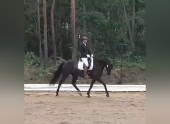 Cheval de sport allemand, Jument, 6 Ans, 166 cm, Noir