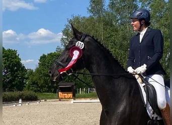 Cheval de sport allemand, Jument, 6 Ans, 166 cm, Noir