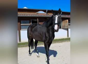 Cheval de sport allemand, Jument, 6 Ans, 166 cm, Noir