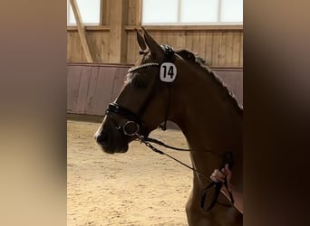 Cheval de sport allemand, Jument, 6 Ans, 167 cm, Alezan