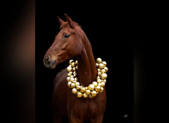 Cheval de sport allemand, Jument, 6 Ans, 167 cm, Alezan