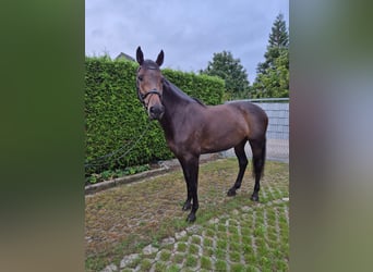 Cheval de sport allemand, Jument, 6 Ans, 167 cm, Bai brun
