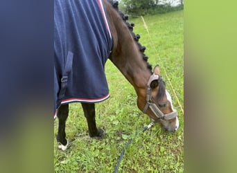 Cheval de sport allemand, Jument, 6 Ans, 167 cm, Bai brun