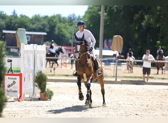 Cheval de sport allemand, Jument, 6 Ans, 167 cm, Bai brun