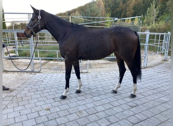 Cheval de sport allemand, Jument, 6 Ans, 167 cm, Bai