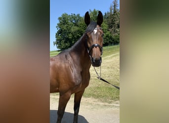 Cheval de sport allemand, Jument, 6 Ans, 167 cm, Bai