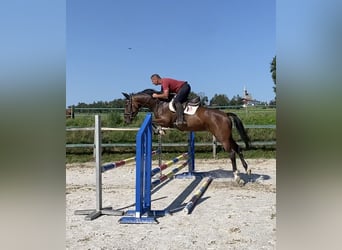 Cheval de sport allemand, Jument, 6 Ans, 167 cm, Bai
