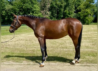 Cheval de sport allemand, Jument, 6 Ans, 167 cm, Bai