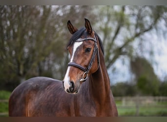 Cheval de sport allemand, Jument, 6 Ans, 167 cm, Bai