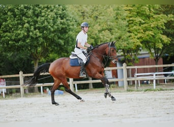 Cheval de sport allemand, Jument, 6 Ans, 167 cm, Bai