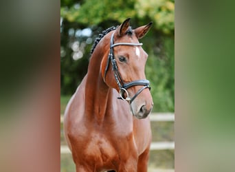 Cheval de sport allemand, Jument, 6 Ans, 167 cm, Bai