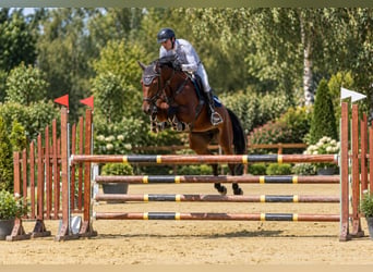 Cheval de sport allemand, Jument, 6 Ans, 167 cm, Bai