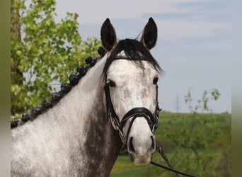 Cheval de sport allemand, Jument, 6 Ans, 167 cm, Gris