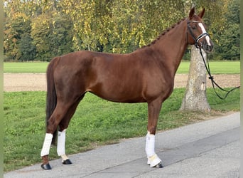 Cheval de sport allemand, Jument, 6 Ans, 168 cm, Alezan