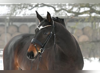 Cheval de sport allemand, Jument, 6 Ans, 168 cm, Bai brun