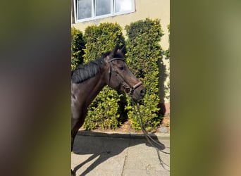 Cheval de sport allemand, Jument, 6 Ans, 168 cm, Bai brun