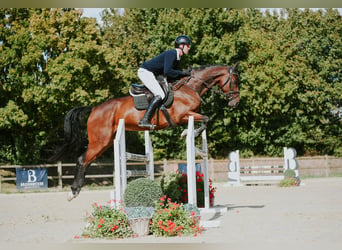 Cheval de sport allemand, Jument, 6 Ans, 168 cm, Bai brun