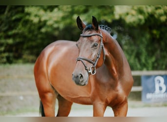 Cheval de sport allemand, Jument, 6 Ans, 168 cm, Bai brun